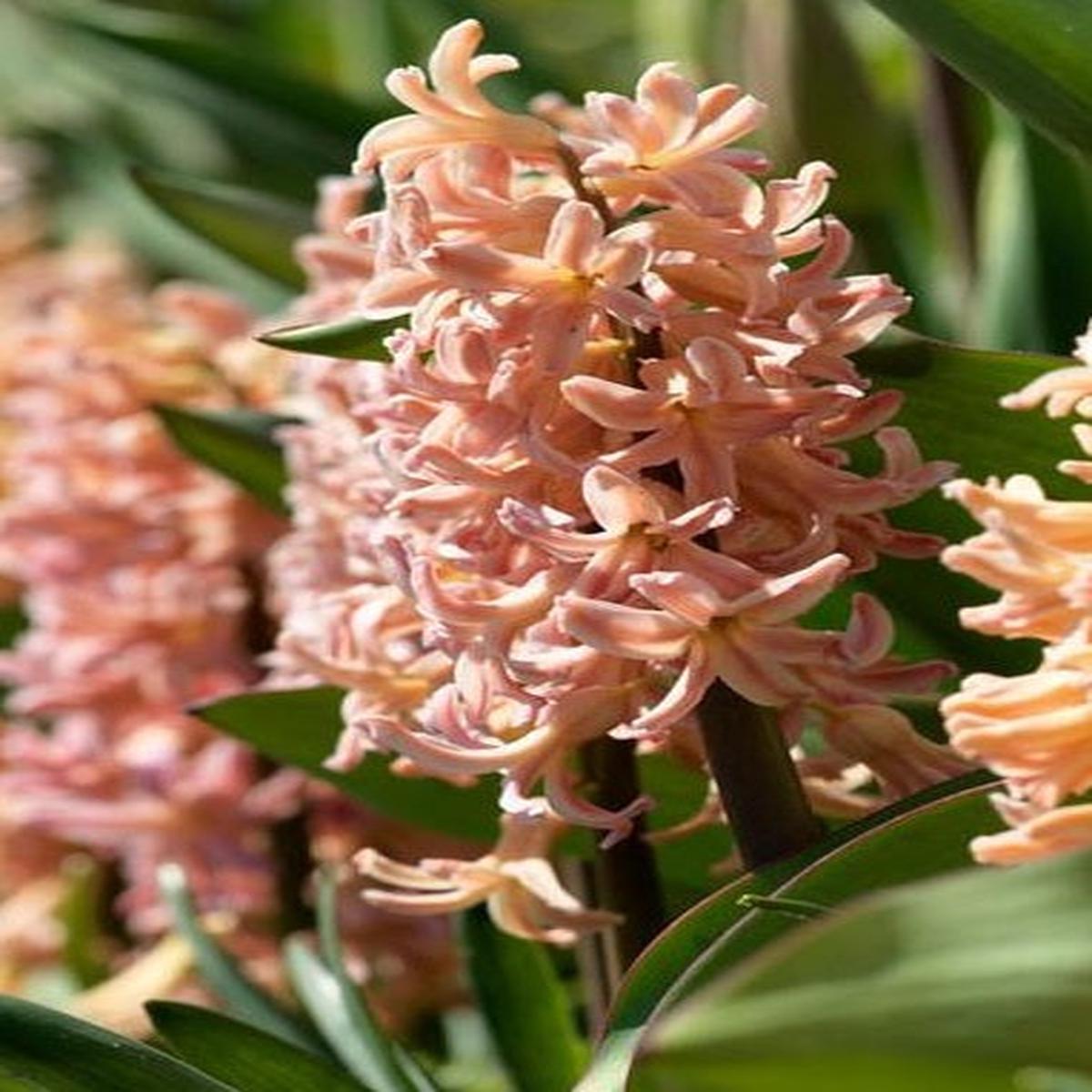 Hyacinth Apricot Passion