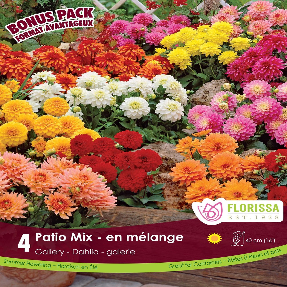 O/T Mp Dahlia Gallery Mix 4/PK