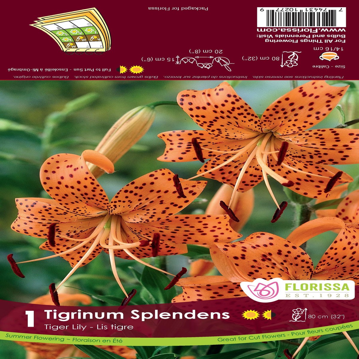 Tiger Lily Tigrinum Splendens 1/PK