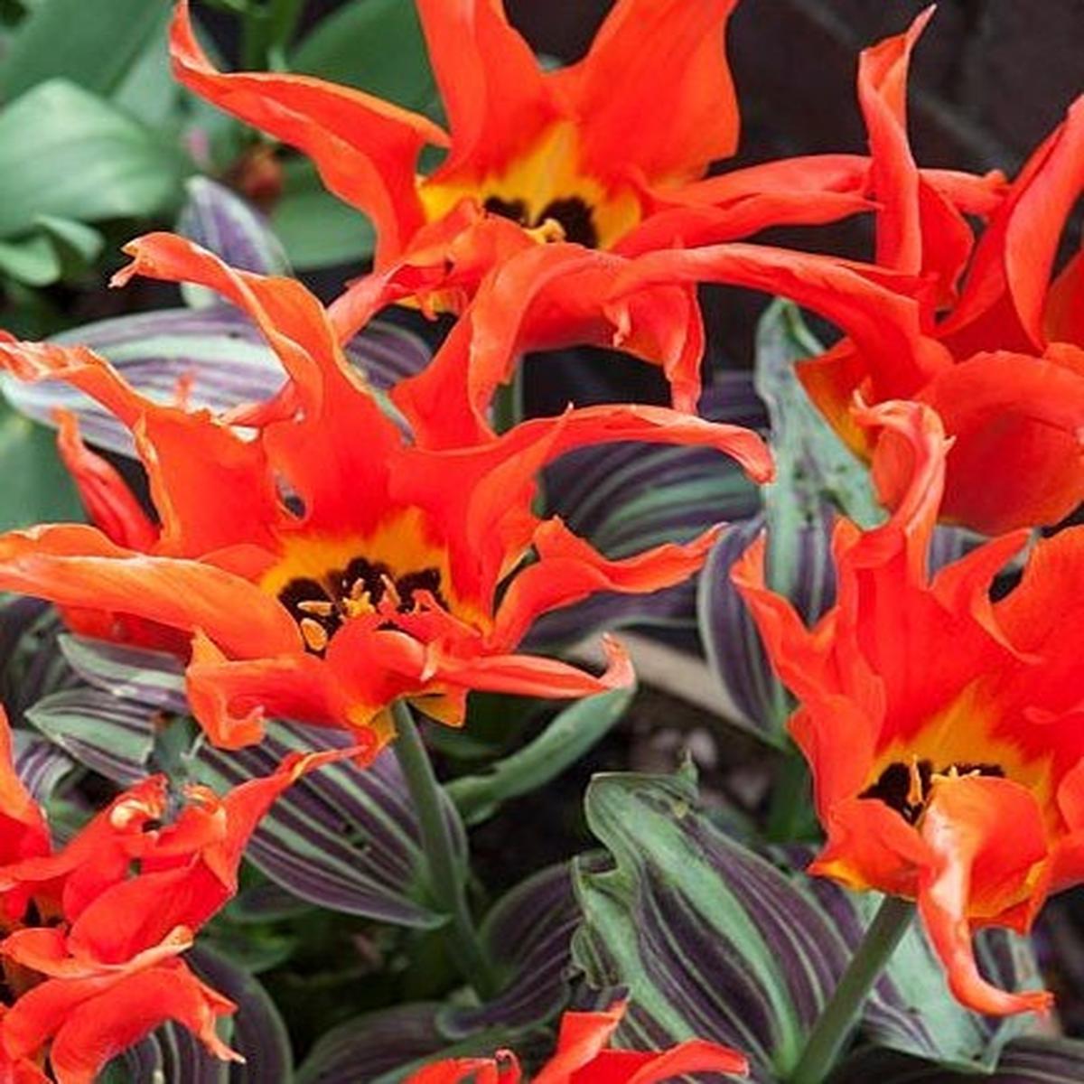 TULIPA RIGAS BARIKADES