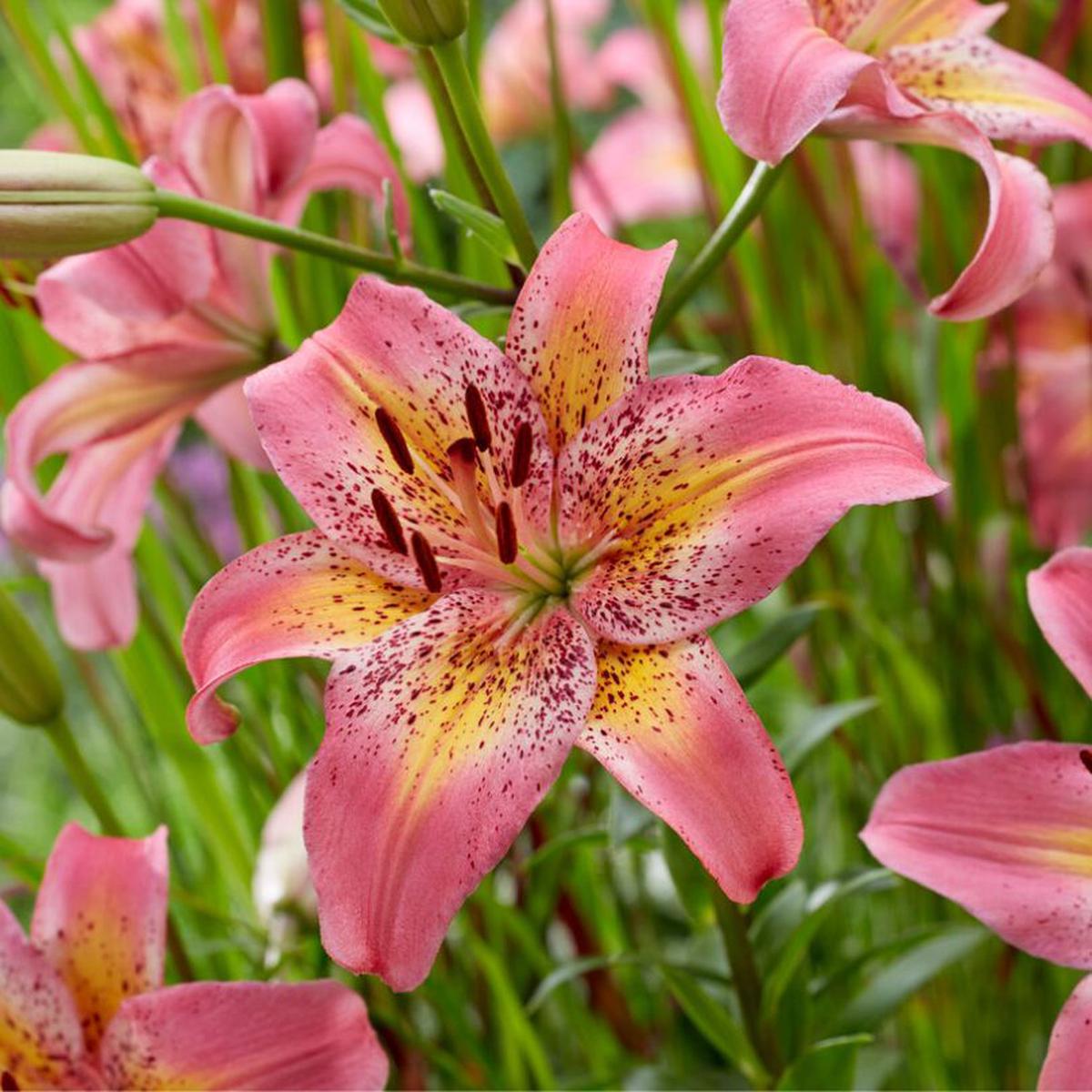 'Fancy Dance' Lily
