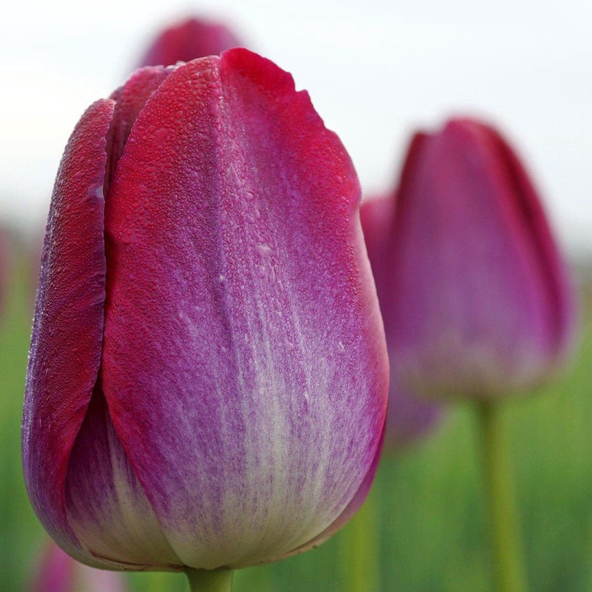 Pittsburgh Triumph Tulip Bulbs