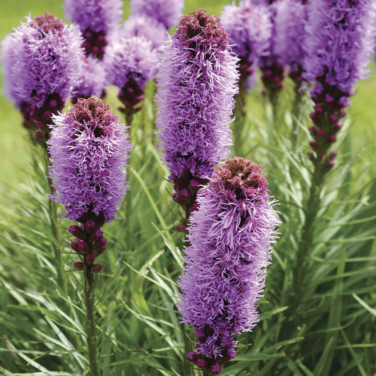 Kobold Original Blazing Star Bulbs