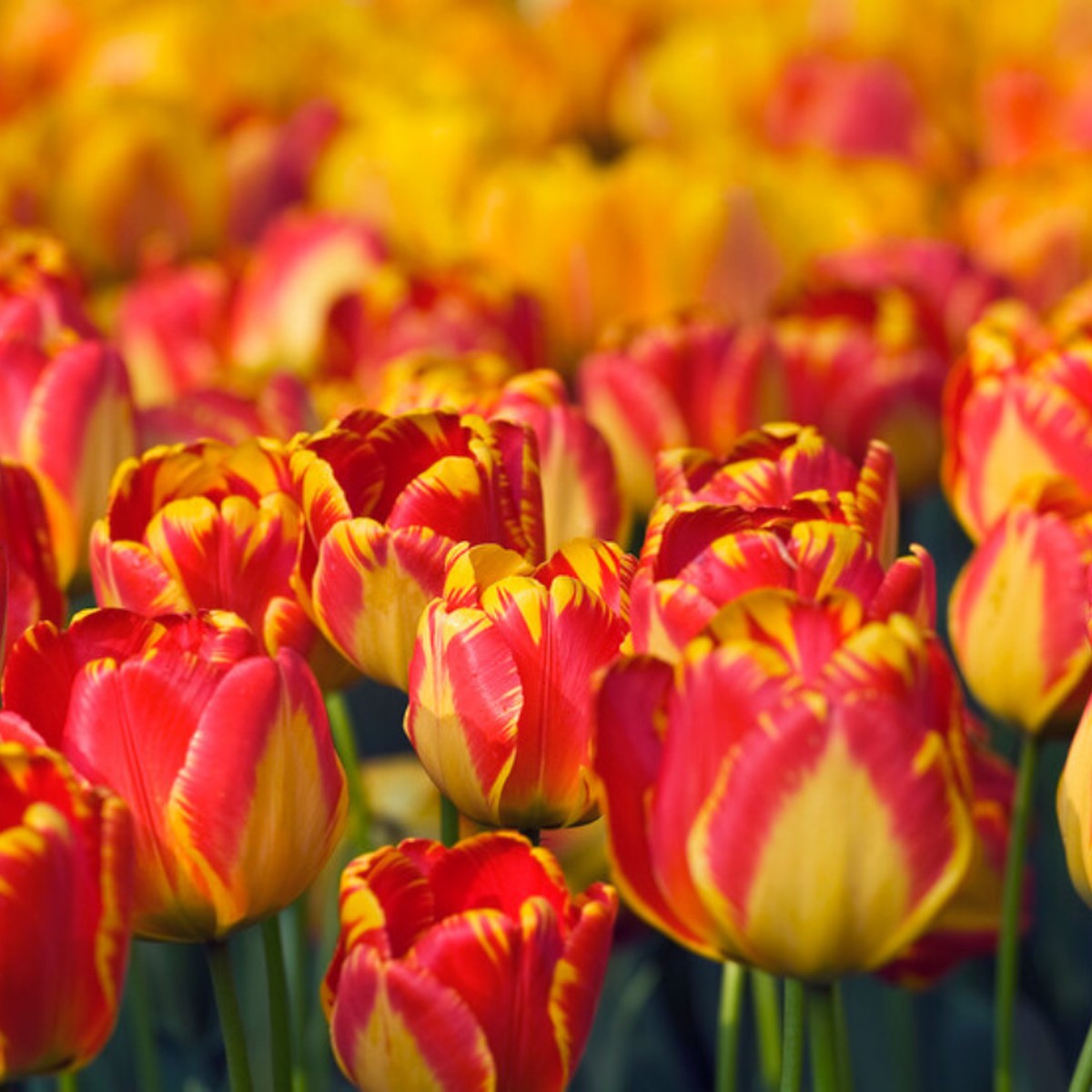 'Banja Luka' Tulip