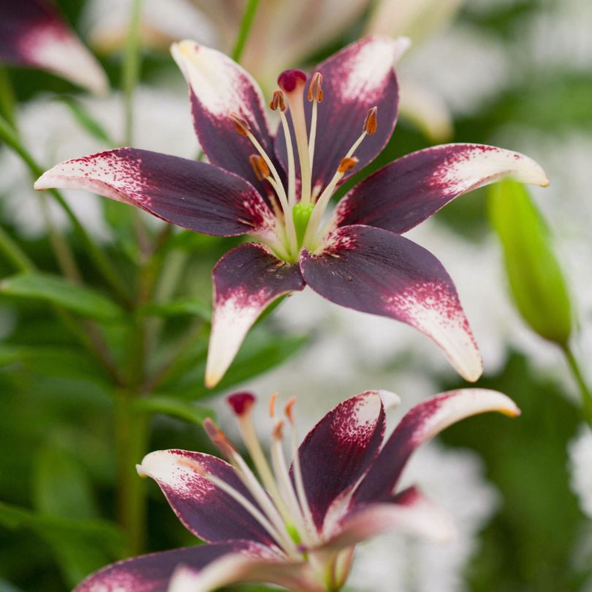 'Netty's Pride' Lily (Lilium)