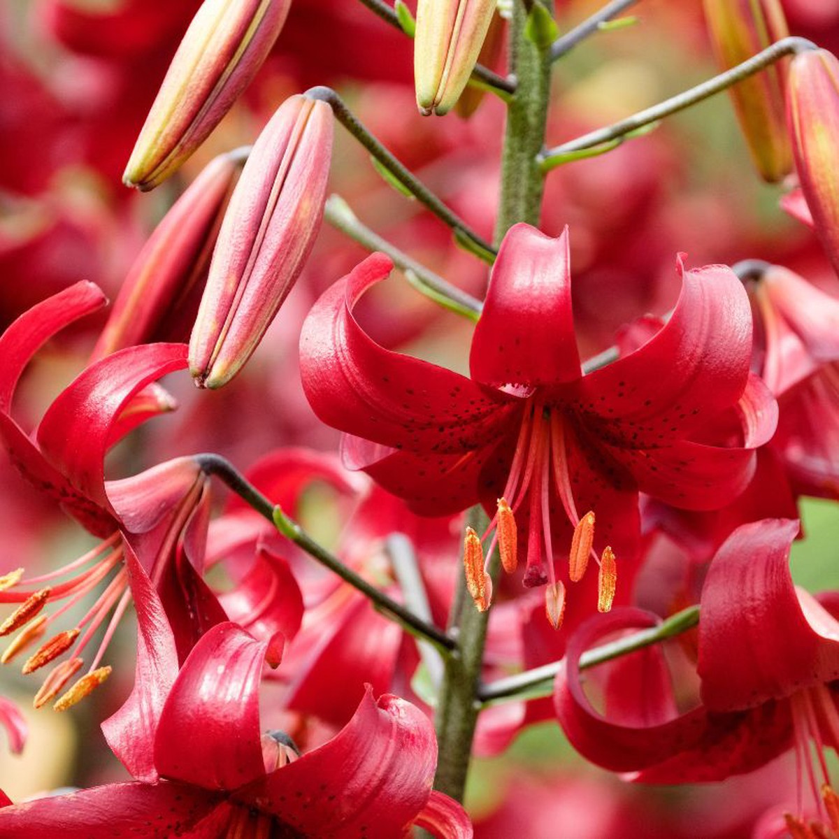 'Red Velvet' Lily (Lilium)