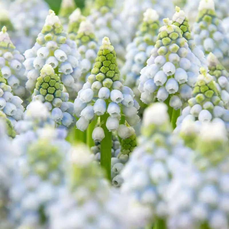 'Ocean Magic' Grape Hyacinth Bulbs